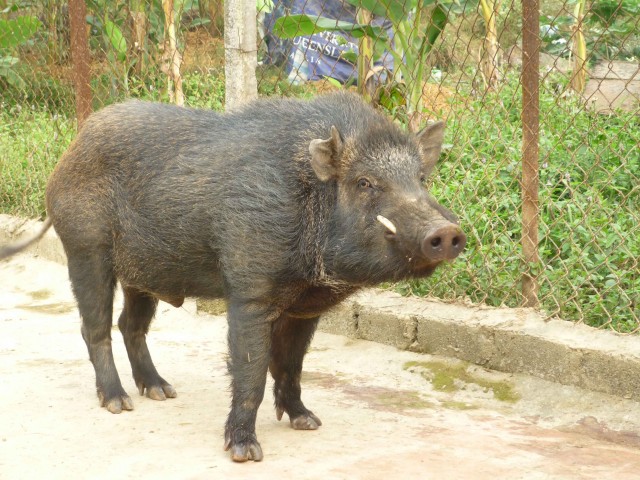 Kết quả hình ảnh cho heo rừng