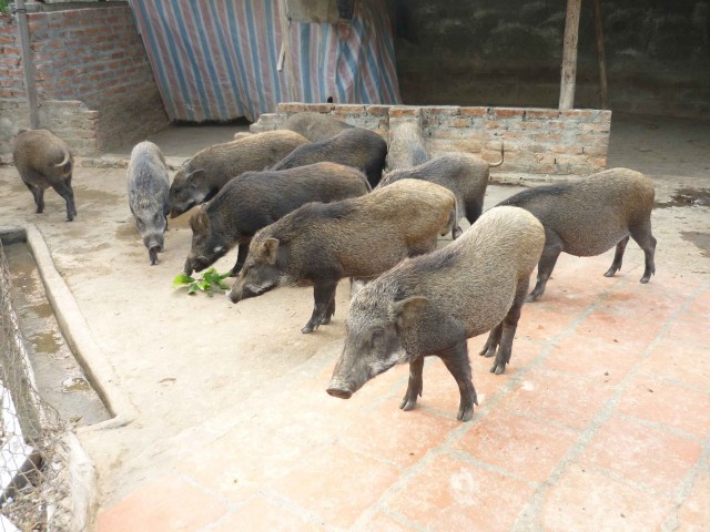 lợn rừng thái lan