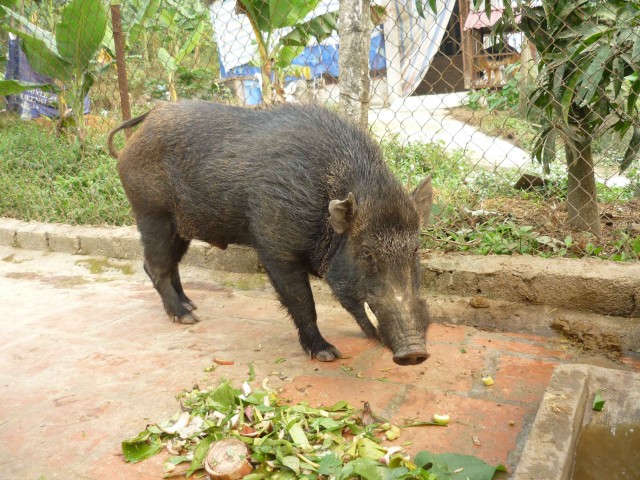 lợn rừng đực