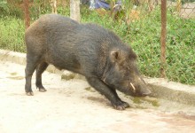 Lợn rừng đực