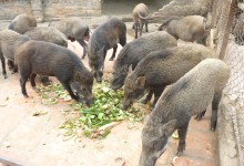 lợn rừng nuôi thịt