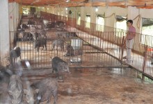 đàn lợn rừng sinh sản