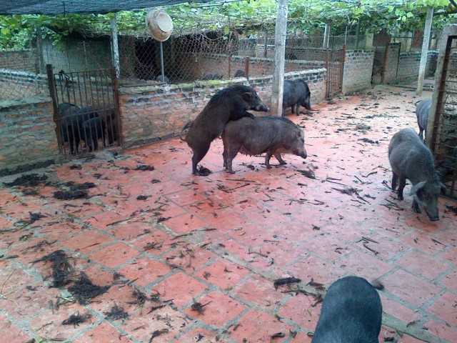 Lợn rừng mẹ động dục