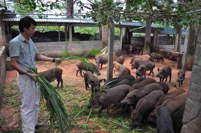 Đàn lợn rừng hậu bị sinh sản