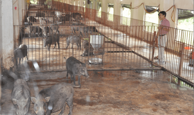 Tổng hợp 96 hình về mô hình trang trại nuôi lợn rừng  daotaonec