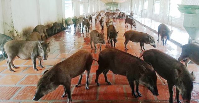 Mô hình chăn nuôi lợn khép kín mang lại hiệu quả kinh tế cao tại Phú Thọ   Ảnh thời sự trong nước  Kinh tế  Thông tấn xã Việt Nam TTXVN